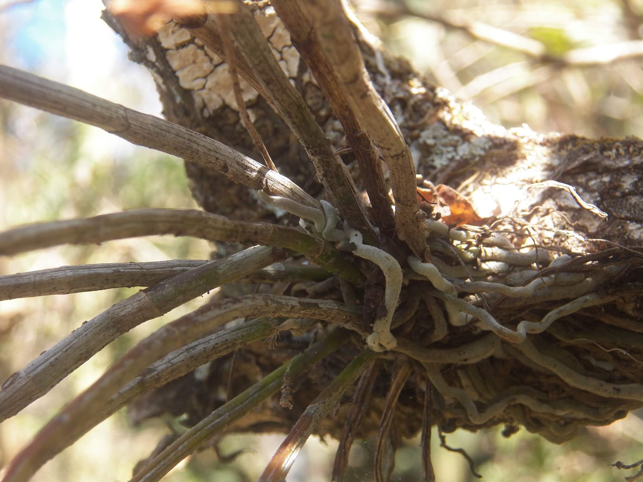 Barkeria uniflora